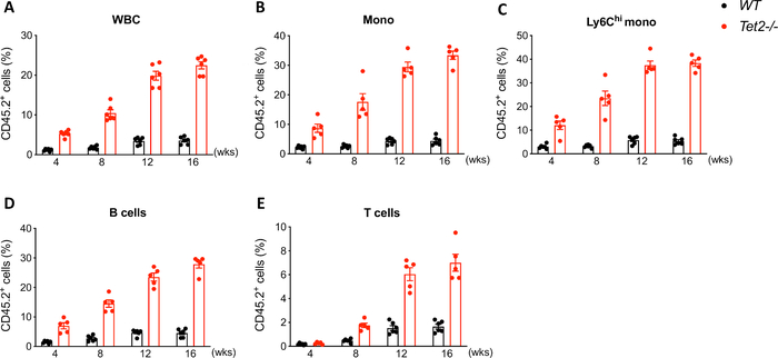figure-results-2 WBCs percentage chart; CD45.2+ cells trend in WT, Tet2-/- over weeks; multiple bar graphs.