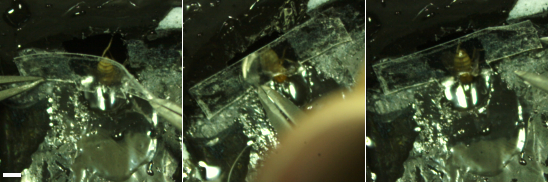 昆虫腿部在玻璃上运动的显微成像序列；生物力学研究，高倍放大。