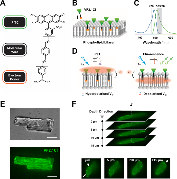 Fluorescence in phospholipid bilayer diagram, molecular structure, spectral analysis, microscopy.