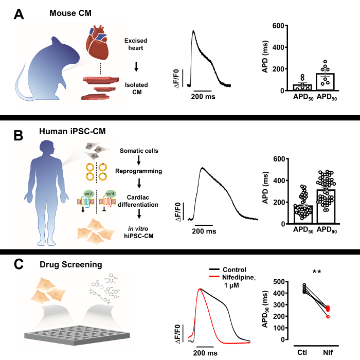 Mouse and human cardiac cell processes and drug screening; graphs of ΔF/F0 and APD data.