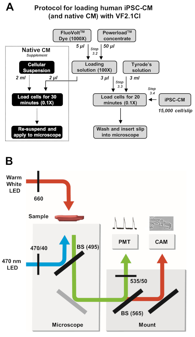 Protocol diagram for loading human iPSC-CM with VF2.1Cl using microscope and LED setup.