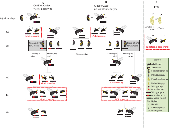 figure-protocol-2