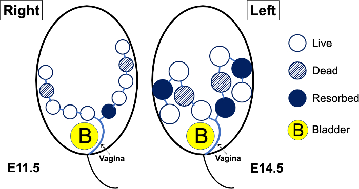 figure-results-1 Embryo development stages diagram, showing live, dead, and resorbed cells near bladder.