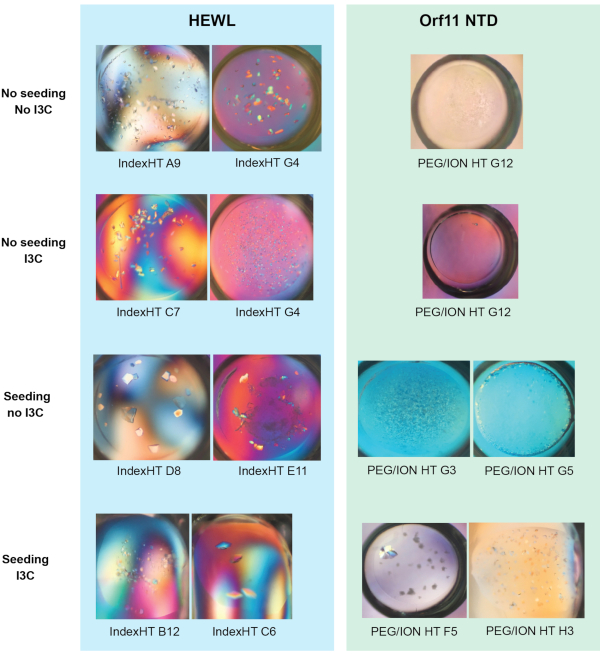 Crystallography setup; HEWL, Orf11 NTD protein crystallization results; Index/PEG conditions visualized.