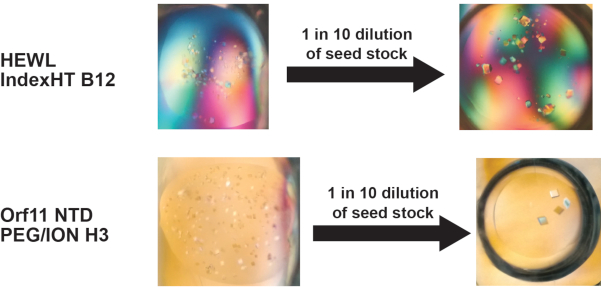 Protein crystallization process, HEWL and Orf11 NTD under dilution, shown in comparative diagrams.