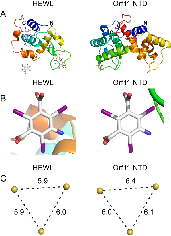 Protein structure analysis, HEWL vs. Orf11 NTD, 3D models and molecular diagrams, educational use.