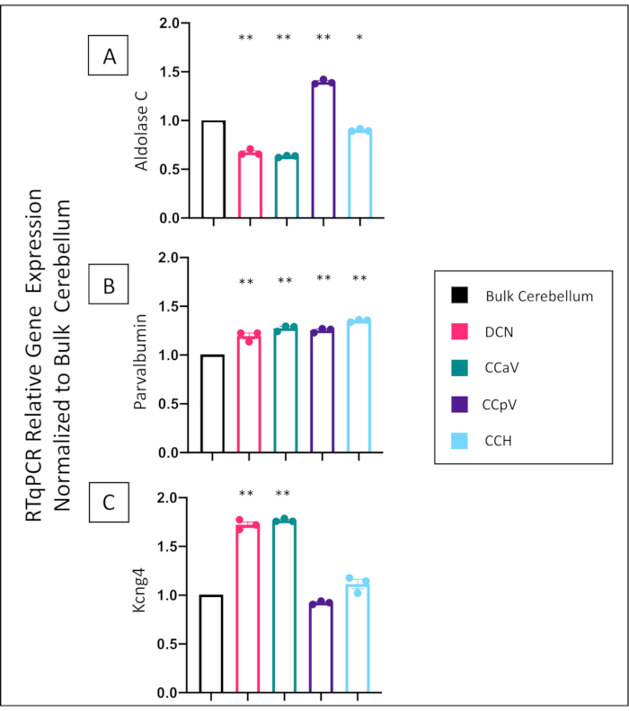 RT-qPCR gene expression bar chart, Aldolase C, Parvalbumin, Kcng4, bulk cerebellum comparison.