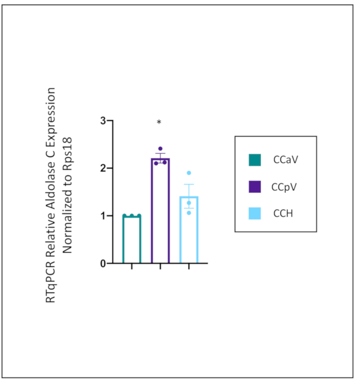 RT-qPCR relative Aldolase C expression bar graph; comparison of CCaV, CCpV, CCH groups.