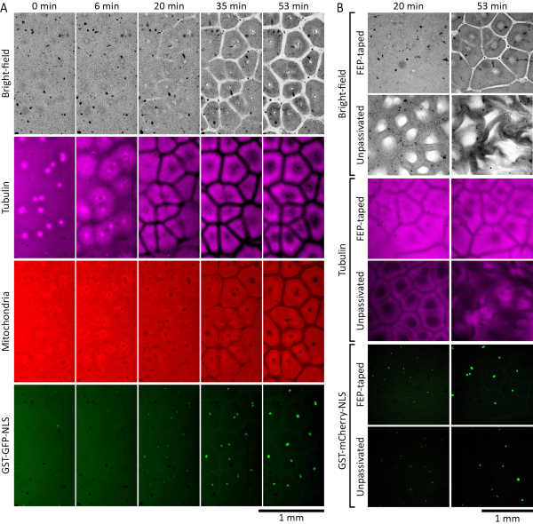 figure-results-2 Cellular microscopy comparison showing bright-field, tubulin, mitochondrial structures with time-lapse.