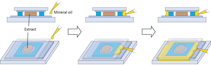 figure-results-3 Cell encapsulation process, mineral oil and extract application, diagram showing layering sequence.