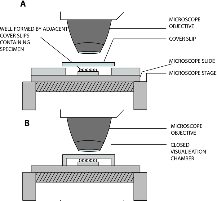 figure-protocol-4 显微镜装置,载玻片上的样本;示意图显示了显微镜物镜和观察室。