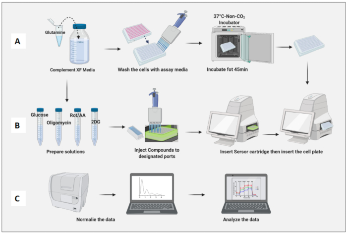 Cell metabolism experiment diagram; incubator setup; sensor insertion; data analysis process.