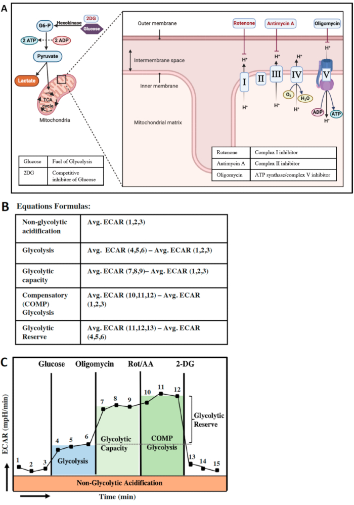 Metabolic pathway analysis; glycolysis and mitochondrial electron transport diagram with ECAR equations, graph.