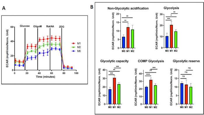 ECAR analysis graph and bar charts comparing glycolytic processes with metabolic inhibitors.