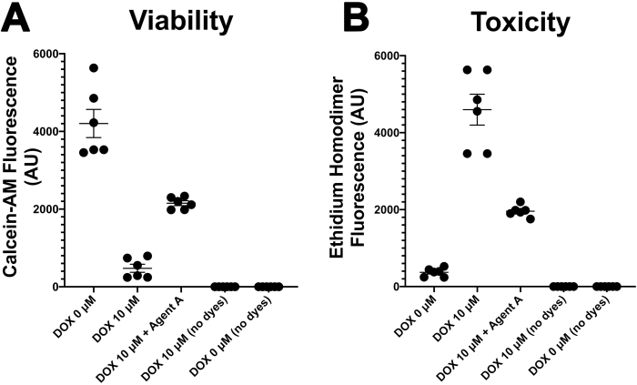 Viability and toxicity assay results; Calcein-AM and Ethidium Homodimer fluorescence graph analysis.