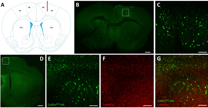 figure-results-2