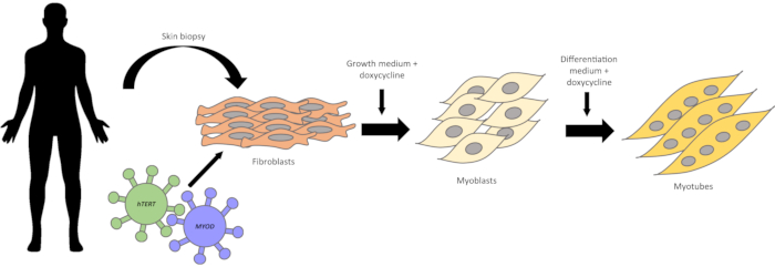 figure-results-1 Cell differentiation diagram: fibroblasts to myotubes via myoblasts, using ATF4, MYOD, and doxycycline.