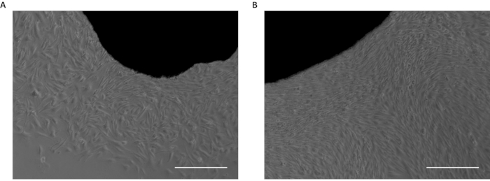 figure-results-2 Cell growth comparison; microscopy images; A and B show cell density variation for tissue culture study.