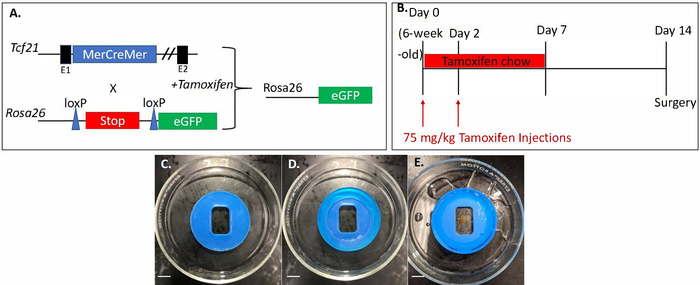 figure-results-1 Genetic tamoxifen setup; diagram shows Tcf21-MerCreMer, Rosa26-eGFP activation process.