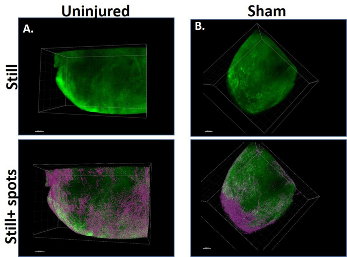 figure-results-3 3D fluorescence microscopy images comparing tissue in uninjured vs. sham conditions, showing cellular distribution.