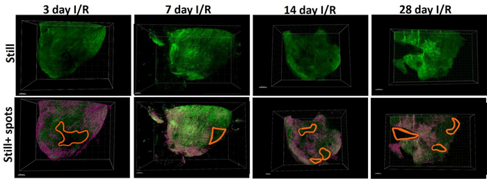 figure-results-4 Cardiac tissue fluorescence imaging over time, showing ischemia-reperfusion effects, diagram.