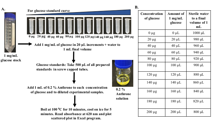 figure-results-3 Glucose standard curve diagram with Anthrone method; absorbance at 620 nm; experimental setup.