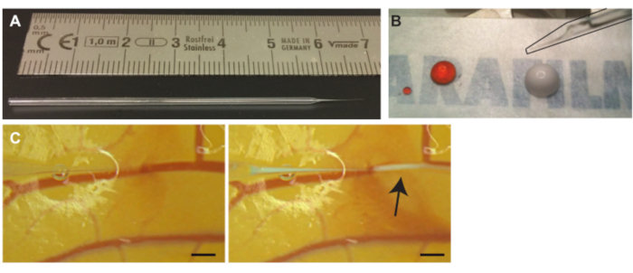 figure-results-3 Microinjection setup; pipette size comparison, precision handling, injection site under microscope.