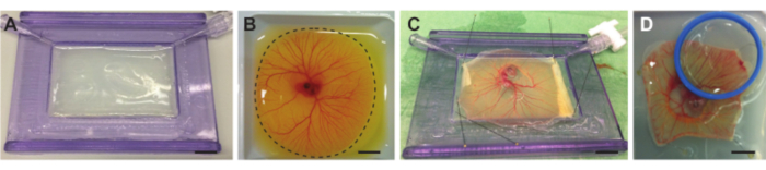 figure-results-4 Angiogenesis experimental setup in vitro: embryonic egg membrane assay in 4 stages, research diagram.