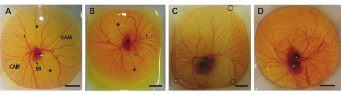 figure-results-6 Chick embryo angiogenesis assay showing CAM vessel growth, diagram, blood vessel analysis setup.