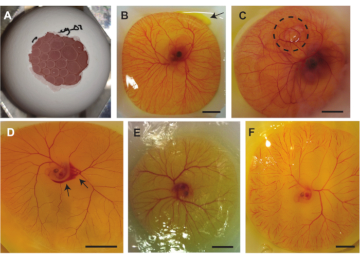 figure-results-7 Chick embryo development stages, vascular system, experimental diagram, embryology study.