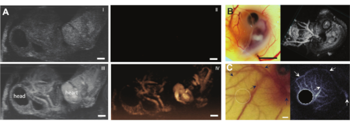 figure-results-9 Embryo imaging, fluorescence microscopy, fetal development, anatomical structures, optical analysis.