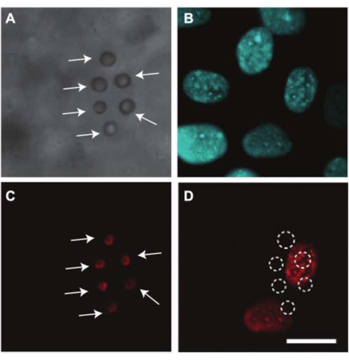 figure-results-10 Microscopy of cellular structures; fluorescence images A-D; panel showing protein localization.