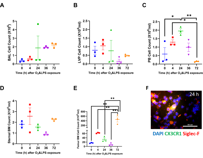 Cell count analysis graphs for BAL, LVP, PB, and BM post O3/LPS exposure; immunofluorescence image.