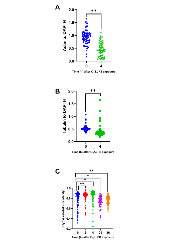 Actin and tubulin fluorescence intensity ratio graphs post O3&LPS exposure; cytoskeletal circularity analysis.