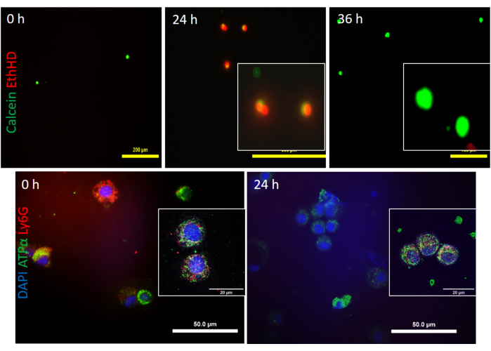 Live-dead cell assay results; fluorescence microscopy images with Calcein/EthHD and DAPI/ATPα/Ly6G staining.