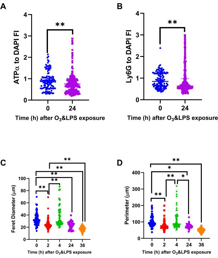 Graph illustrating ATPα and Ly6G to DAPI FI; feret diameter, perimeter vs. time post O<sub>3</sub>&LPS.