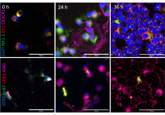 Fluorescence microscopy of immune cell markers over 36h, DAPI staining, protein expression analysis.