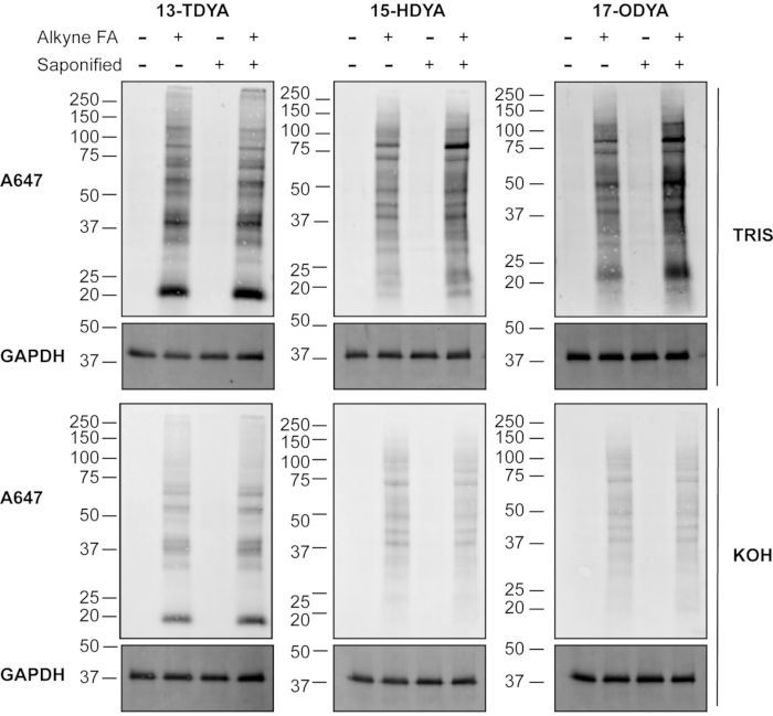 Protein electrophoresis results; alkyne fatty acids, TRIS/KOH, GAPDH loading control, molecular bands.