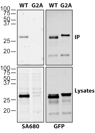 Protein analysis, Western blot, WT vs G2A, IP lysates comparison, band intensity evaluation.