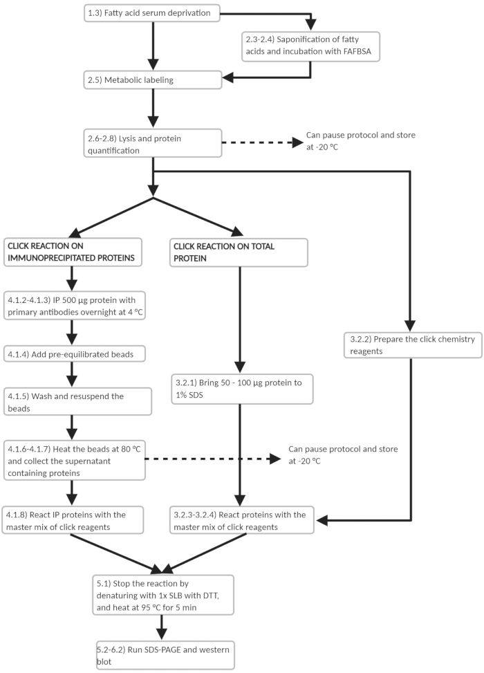 Flowchart of metabolic labeling and protein quantification in fatty acid study using click chemistry.