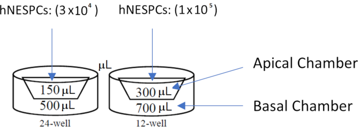 hNESCs culture diagram; dosage, 24-well, 12-well; apical, basal chambers; laboratory setup.