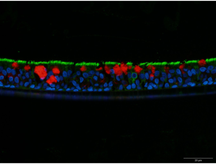 Fluorescence microscopy, cell layer, protein markers; microscopy image, histological analysis.