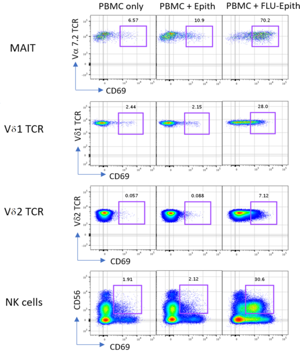 T cell activation analysis; flow cytometry dot plots; CD69 vs TCR markers; immune response study.