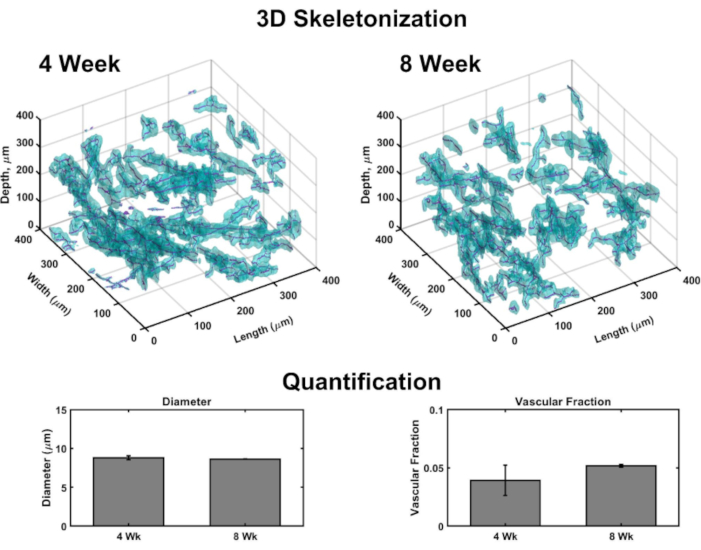 3D skeletonization comparison, 4 vs 8 weeks, depth analysis, quantification charts, vascular study.