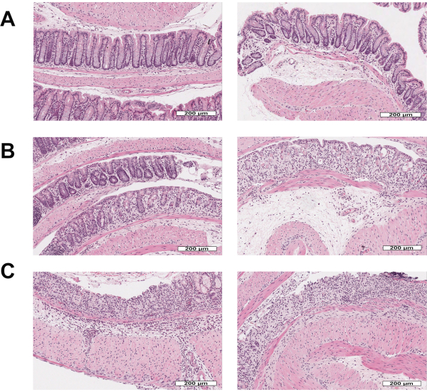 Histological diagram of intestinal tissue sections; comparative analysis at multiple magnifications.