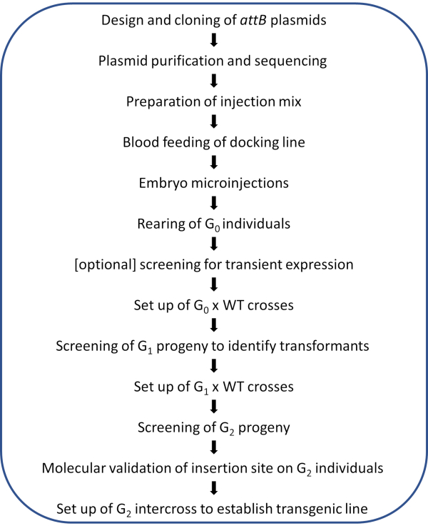 Gene editing process; step-by-step diagram; plasmid cloning, microinjections, transgenic line setup.