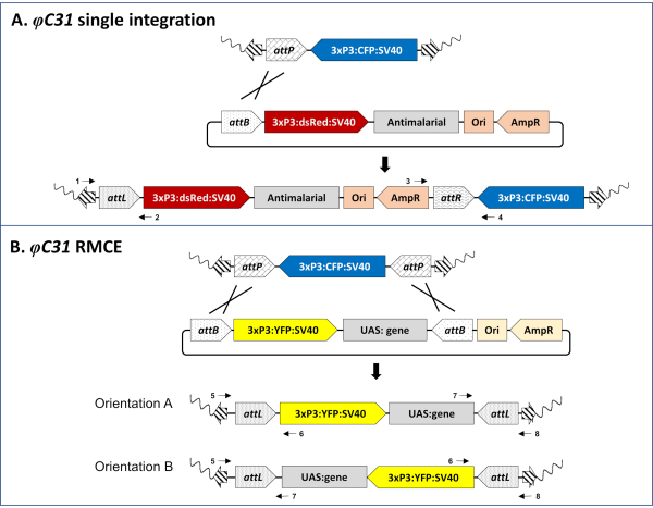 φC31 integration diagram showing gene transfer processes; single integration and RMCE methods.