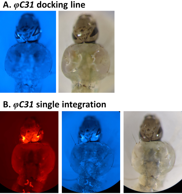 Gene editing process φC31 integration via colored microscopy images; analysis of docking line effects.