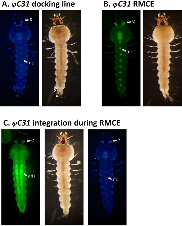 φC31 gene editing; fluorescence microscopy; RMCE process; gene integration results.