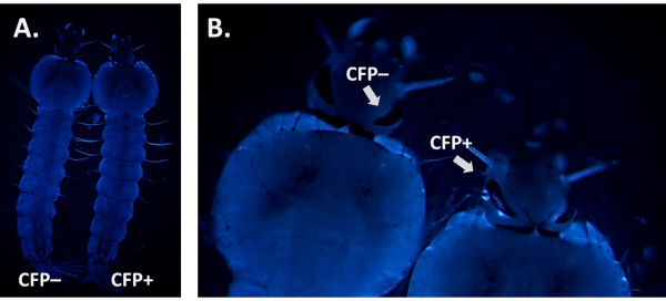 CFP fluorescence analysis, diagram showing CFP- and CFP+ labeled organisms under blue light excitation.